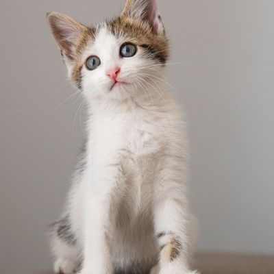 BANNER-GATO