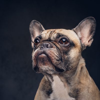 cara-divertida-de-un-perro-pug-aislado-en-un-fondo-oscuro (1)